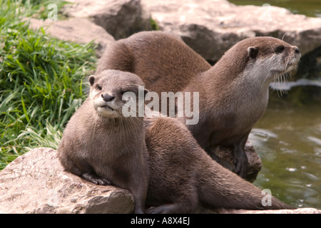 The Oriental Small clawed Otter Aonyx cinerea also known as Asian Small clawed Otter is the smallest otter in the world Stock Photo