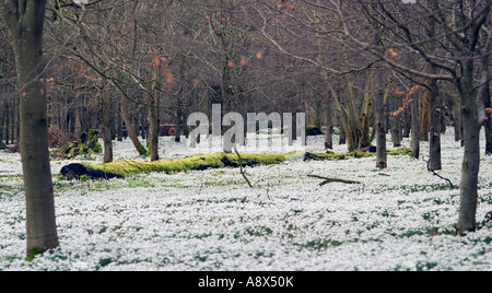 A late winters beech wood full of a carpet of snowdrops the green moss on the trunk of a fallen tree gives it a colour base amon Stock Photo