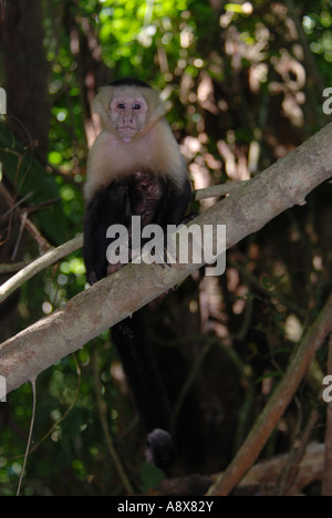 White throated Capucin monkey, Cebus capucinus, Manuel Antonio National Park, Costa Rica Stock Photo