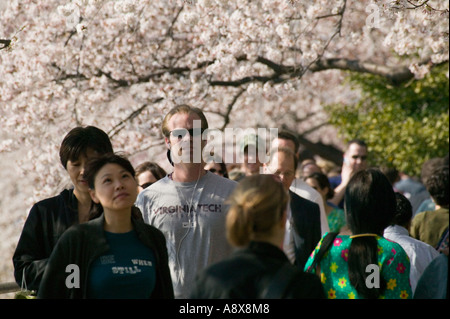Many people enjoy Japanese cherry tree blossom festival surrounding tidal basin Washington DC District of Columbia Stock Photo