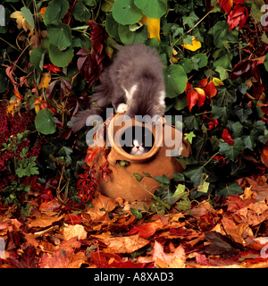 two young Angora cats eight weeks - playing in the garden Stock Photo