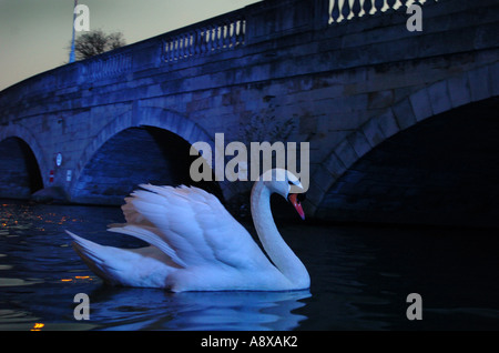 Swan on the river Great Ouse at Town Bridge Bedford UK Stock Photo