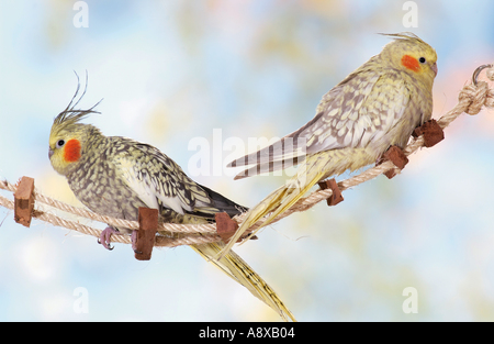 two cockatiels on rope Stock Photo