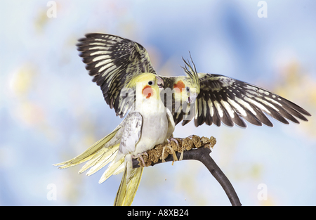 Cockatiel (Nymphicus hollandicus). Two birds on a twig Stock Photo