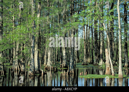 Elk216 2256 Louisiana Atchafalaya Swamp cypress trees Stock Photo