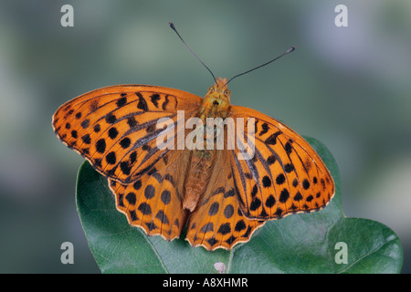 Silver-washed fritillary (Argynnis paphia) sat on Oak leaf in sun with wings open and nice out of focus background potton beds Stock Photo