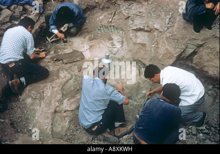 Sauropod excavation 1982 Stock Photo