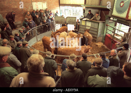 Cattle stock auction in ring at Newport cattle market South Wales UK Stock Photo