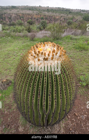 Echinocactus platyacanthus (Mexico). Echinocactus platyacanthus (Mexique). Stock Photo