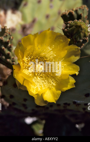 Prickly pear cactus flower, North Seymour, Galapagos Islands, Ecuador Stock Photo