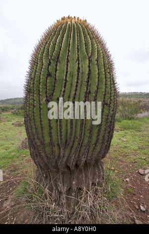 Echinocactus platyacanthus (Mexico). Echinocactus platyacanthus (Mexique). Stock Photo