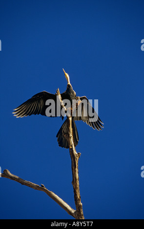 Anhinga- black and white - perched on a tree stump in the Black river ...