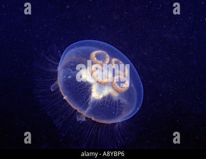 macro shoot of umbrella of jellyfish aurelia labiata showing four a8ybp6