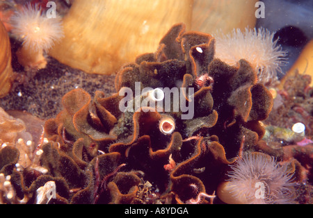 Close up of colony of Bryozoa (Moss Animals, Sea Mats, Ectoprocts ...