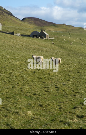 dh  ROUSAY ORKNEY Sheep in hillside field croft cottage farm hill scotland countryside rural remote building animals