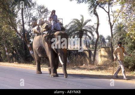A male Indian elephant with mahout walking down a main road in Uttar Pradesh India Stock Photo
