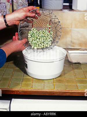 PRESERVING VEGETABLES TIP COOLED BROAD BEANS INTO SPINNER TO REMOVE EXCESS WATER PROIR TO FREEZING Stock Photo
