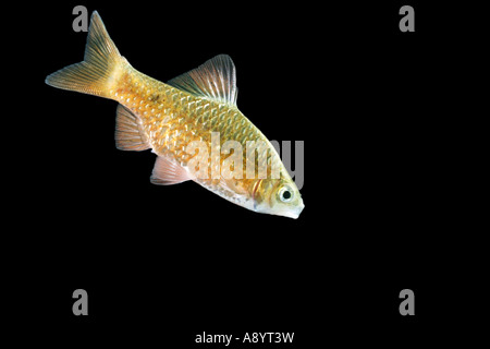 ROSY NEON BARB SWIMMING BLACK BACKGROUND Stock Photo
