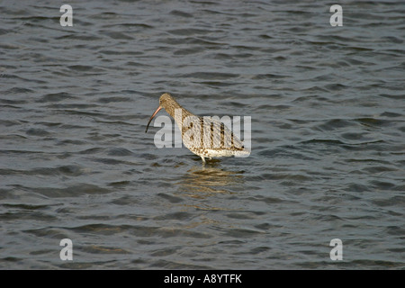 CURLEW NUMENIUS ARQUATA FEEDING IN SHALLOW WATER SV Stock Photo
