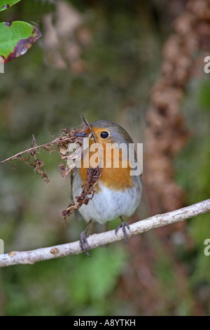 ROBIN ERITHACUS RUBECULA PERCHING ON BRANCH WITH BEAK FULL OF DEAD LEAVES FOR NEST BUILDING Stock Photo