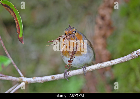 ROBIN ERITHACUS RUBECULA PERCHING ON BRANCH WITH BEAK FULL OF DEAD LEAVES FOR NEST BUILDING Stock Photo
