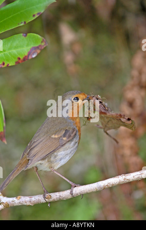 ROBIN ERITHACUS RUBECULA PERCHING ON BRANCH WITH BEAK FULL OF DEAD LEAVES FOR NEST BUILDING Stock Photo