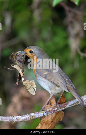 ROBIN ERITHACUS RUBECULA PERCHING ON BRANCH WITH BEAK FULL OF DEAD LEAVES FOR NEST BUILDING Stock Photo