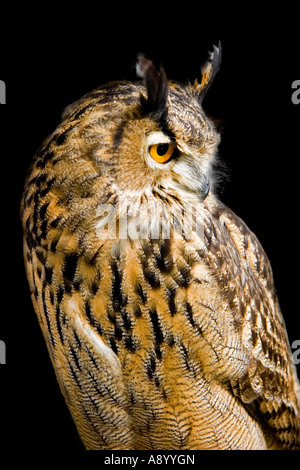 4 months old European eagle owl Stock Photo