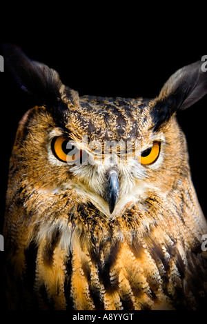 European eagle owl 4 months old Stock Photo