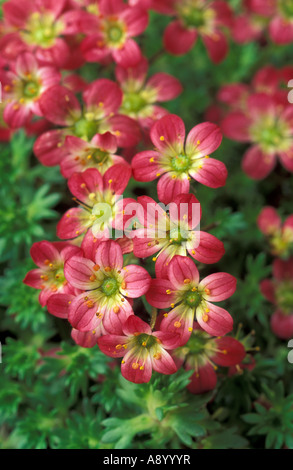 Saxifraga Peter Pan Stock Photo