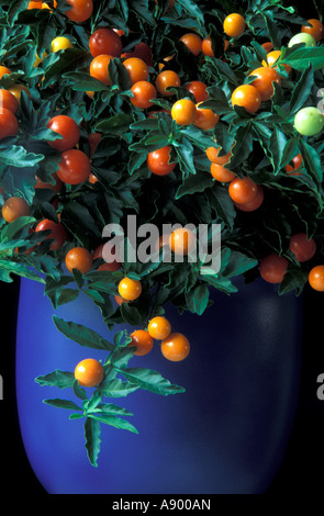 Winter cherry in blue pot Stock Photo