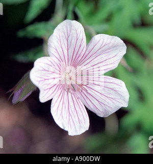 Geraniaceae, Geranium Clarkei, 'Kashmir White', single flower Stock Photo