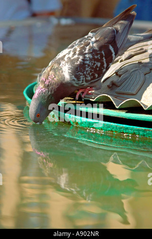Vertical close up of a wild pigeon (Columba livia) drinking from a water feature - it's image being reflected on the surface. Stock Photo