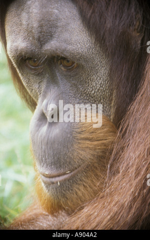 Orangutan Pongo pygmaeus abelli Head Shot Portrait Stock Photo
