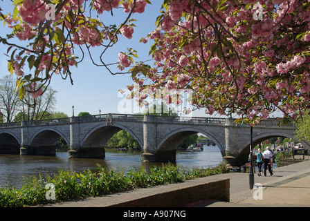 Couple walking riverside towpath cherry tree pink spring season blossom with stone road bridge arches beyond Richmond Upon Thames London England UK Stock Photo