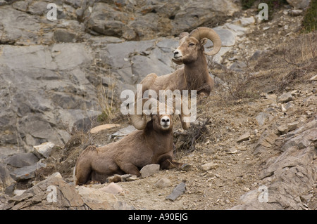 Bighorn Sheep 152 Stock Photo