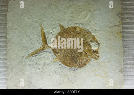 Fossil of a fish Stock Photo