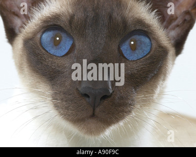 Siamese cat hot sale eyes