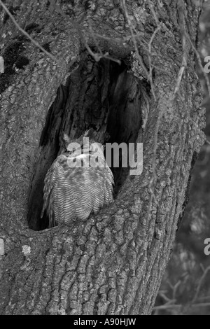 Great Horned Owl roosting in the hollow of a tree Stock Photo