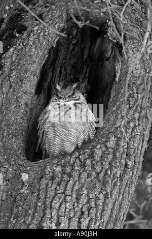 Great Horned Owl roosting in the hollow of a tree Stock Photo