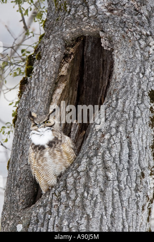 Great Horned Owl roosting in the hollow of a tree Stock Photo