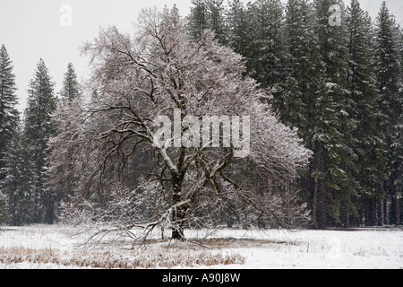 snow covered trees and leaves in Yosemite National Park Stock Photo