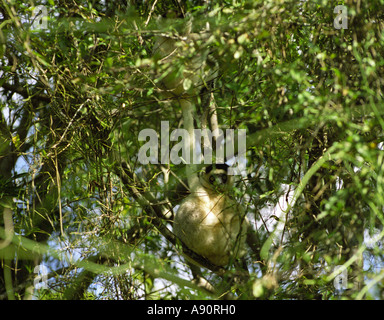 BERENTY RESERVE MADAGASCAR AFRICA July Verrauxs Sifaka sitting in a tree looking down Stock Photo