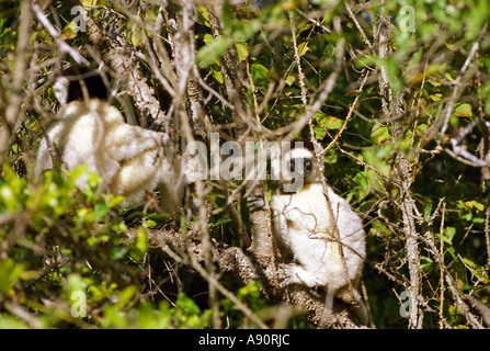 BERENTY RESERVE MADAGASCAR AFRICA July Two Verrauxs Sifaka a member of the Indri family in a tree Stock Photo