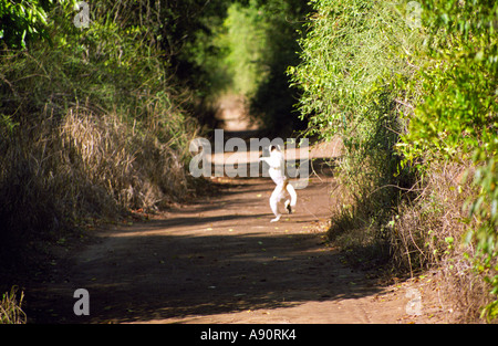 BERENTY RESERVE MADAGASCAR AFRICA July Verrauxs Sifaka a member of the Indri family crossing a road Stock Photo