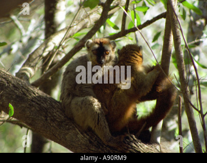 BERENTY RESERVE MADAGASCAR AFRICA July Two Brown lemurs found in Berenty sitting on a tree branch Stock Photo