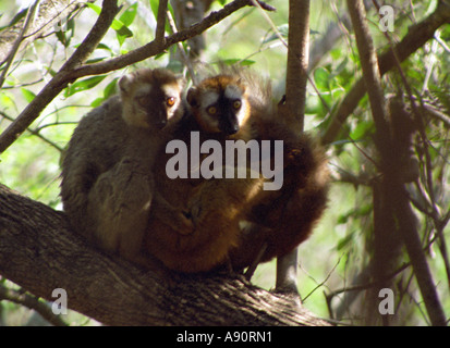 BERENTY RESERVE MADAGASCAR AFRICA July Two Brown lemurs sitting in the fork of a tree Stock Photo