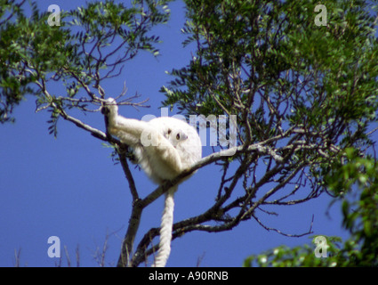 BERENTY RESERVE MADAGASCAR AFRICA July Verrauxs Sifaka a member of the Indri family sitting in a tree Stock Photo