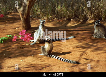 BERENTY RESERVE MADAGASCAR AFRICA July Group of ring tailed lemurs sitting on the road Stock Photo