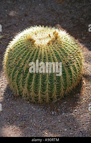 Golden Barrel Cactus Echinocactus Grusonii Palmitos Park Botanical Gardens Gran Canaria Canary Islands Stock Photo